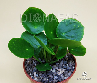 Pilea Peperomioides - Пилея пеперомиевидная, китайское денежное дерево, растение НЛО