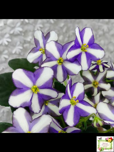 7 Белок (Калгины) химера (пасынок из цветоноса укоренённый)