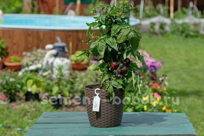 Микродварф Tartufo (Тартуфо), 10 шт