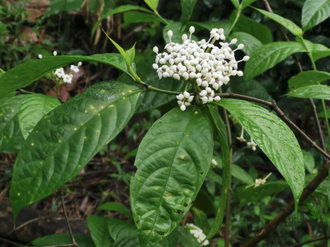Дюпперея паветифолия / Duperrea pavettifolia