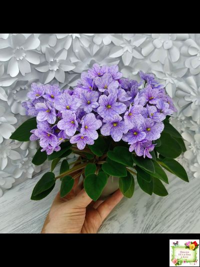 ГЕА-Весёлый Клоун (Е. Галицкая) 2024 г. трейлер