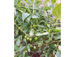 Перец острый Rocoto Mini Olive (Мини олива Рокото)