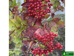 Калина "Шукшинская"