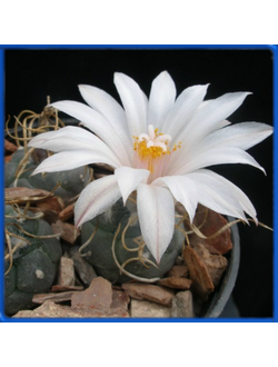 Turbinicarpus rioverdensis ssp. paoli BO 494