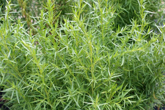 Эстрагон, Тархун (Artemisia dracunculus) Франция, 5 мл - 100% натуральное эфирное масло