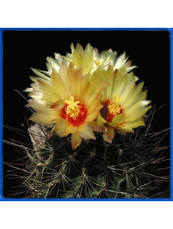 Hamatocactus setispinus LX 716