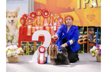 3 Группа FCI / BEST IN GROUP 3 FCI 2 место ЙОРКШИРСКИЙ ТЕРЬЕР OLANTIT SHOW STEEP GOLD WIN