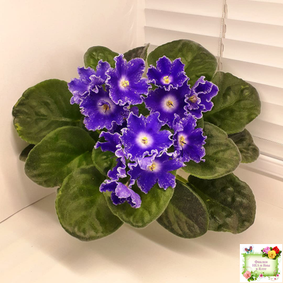 DS-Сияющий Колокольчик (Dimetris) 2014 г. (лист посажен 27.10.25)