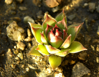 Sempervivum tectorum ‘ARUMA’ - розетка с корнями