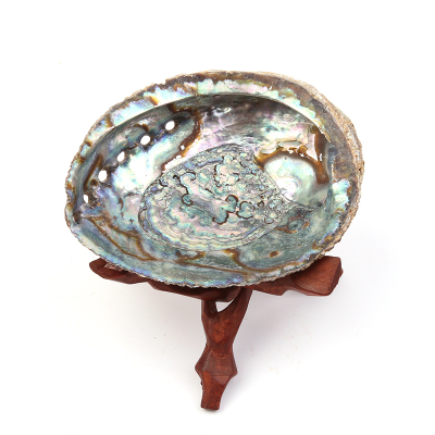 Ракушка 12-14 см.