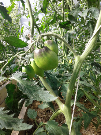 Семена томата Паскаль из Пикардии