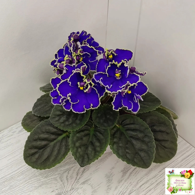 ЛЕ-Прекрасная Креолка (Е. Лебецкая) 2009 г