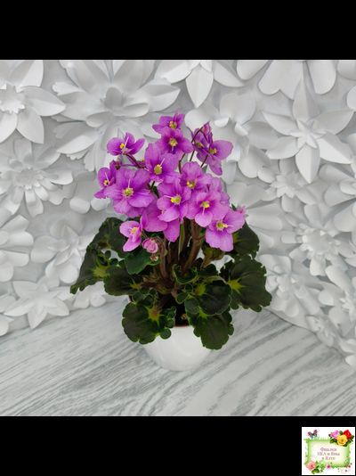 LV-Ланселот (Л. Шевелева) 2025 г. (клакамусный гёрл с кроновой пестролистностью) (стартер)