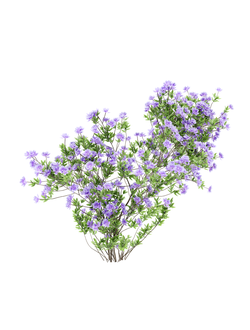 кусты Азалия японская 2