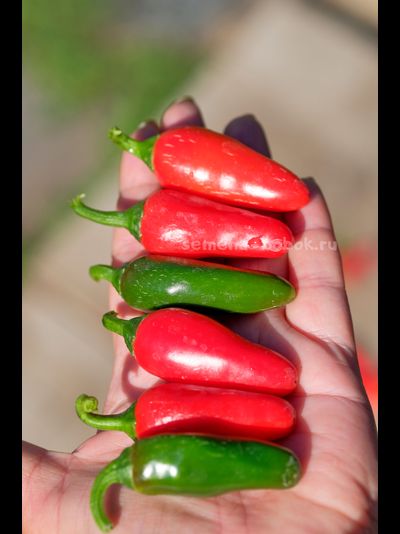 Перец острый Jalapeno Mini (Халапеньо Мини), 10 шт