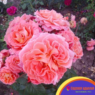 Нотр Дам дю Розер (Notre Dam du Rosaire)