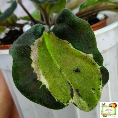 СФ-Томная Жозефина (С. Фатеева) листовая химера