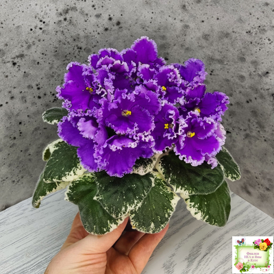 Dn-Юная Француженка (Д. Денисенко) 2016 г.