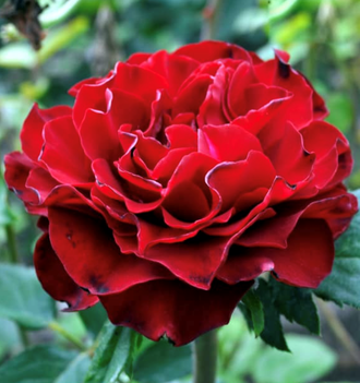 роза чайно-гибридная "черный жемчуг"