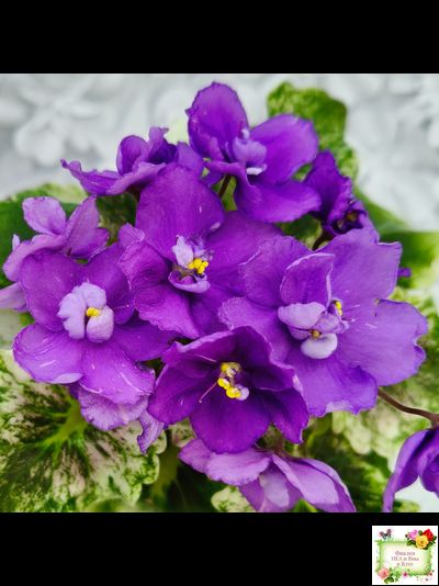 АВ-Корзиночка с Ежевикой (Фиалковод) 2021 г. (гёрл-листья с кроновой пестролистностью)