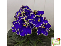 ЛЕ-Прекрасная Креолка (Е. Лебецкая) 2009 г