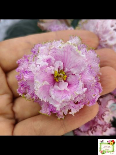 БР-Кудряшка (С. и Н. Буркацкие) 2021 г.