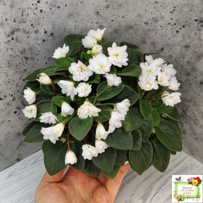 ЛЕ-Жемчужинка (Е. Лебецкая) 2018 г. трейлер