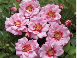 Энджел Айз (Angel Eyes)