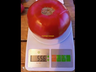 Томат Солнце севера