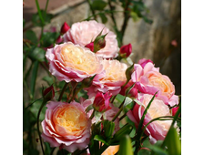 Прикс П.Ж. Редут (Prix P.J. Redoute) роза, ОКС