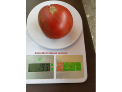 Томат Гном Шоколадный чемпион (Dwarf Chocolate champion)