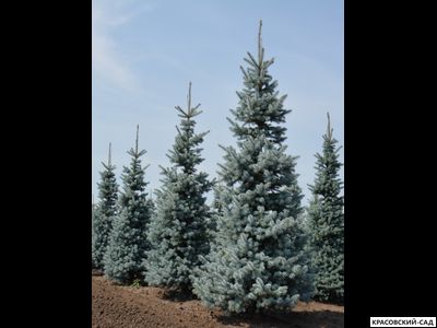 Ель Хупси - Hoopsii