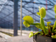 Dionaea muscipula Mirror