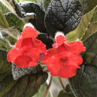 Синнингия Owlsee Red Hot