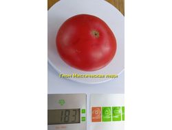 Томат Таинственная леди Dwarf Mystic Lady, Мистическая леди)