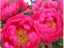 Пион CYTHEREA, ЗКС, контейнер 4л.