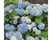 Гортензия крупнолистовая Пепперминт 3-х летка горш.С3