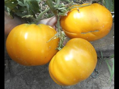 Томат Доктор Виче желтый (Dr. Wyche's Yellow)