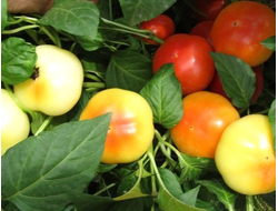 Перец острый Алма паприка (Яблочный перец, Alma Paprika)