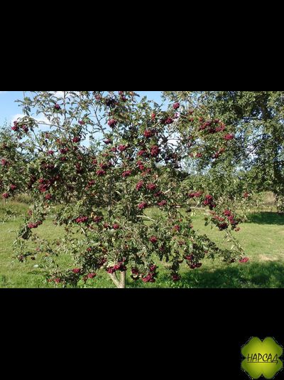 РЯБИНА &quot;ТИТАН&quot; (КРАСИВА И НЕПРИХОТЛИВА) саженец 190-200 см