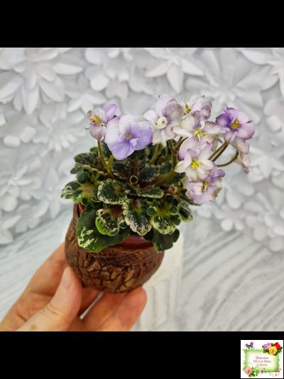 Heavenly Girl (Хевенли Гел), H.Pittman (пестролистный гёрл)