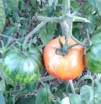 Семена томата Малиновая зебра Козула 138