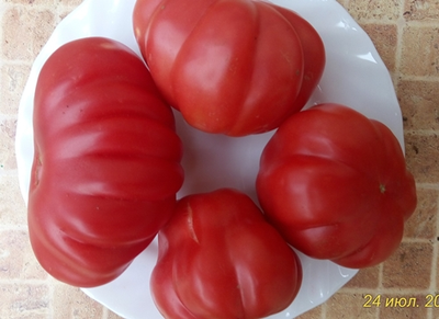 Томат Тлаколула де Матаморос