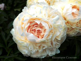 Пион Solange (Cоланж)