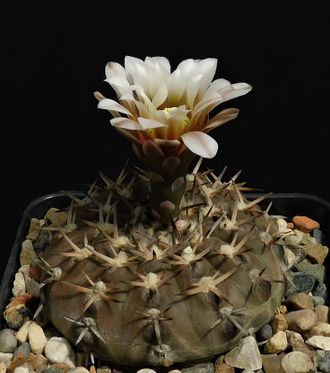 Gymnocalycium riojense VG-686 - 5 семян