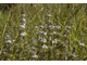 Мята болотная (Mentha pulegium) 5 мл - 100% натуральное эфирное масло