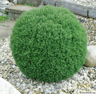 Туя Тедди - Teddy