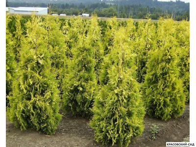 Туя Еллоу Риббон - Yellow Ribbon