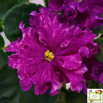 АВ-Тайны Востока (Фиалковод) 2022 г. (детка)