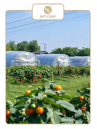 Пленка полиэтиленовая для парника и теплицы 4м*100м 150 мкм купить